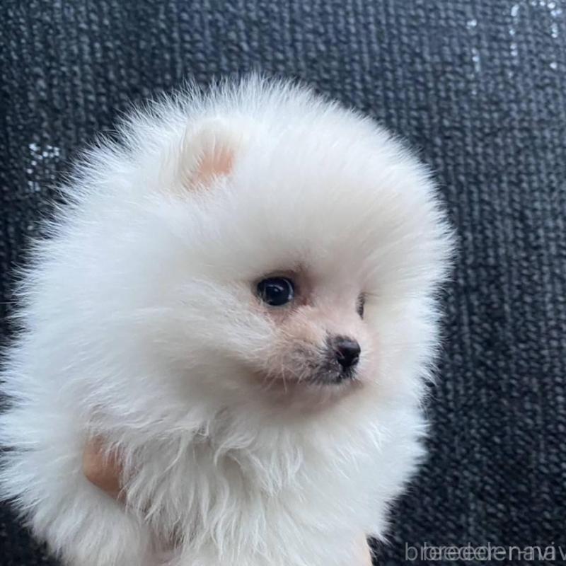 販売中の埼玉県のポメラニアン-448410の6枚目