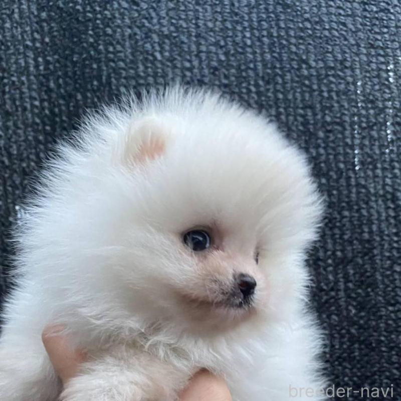 販売中の埼玉県のポメラニアン-448410の5枚目