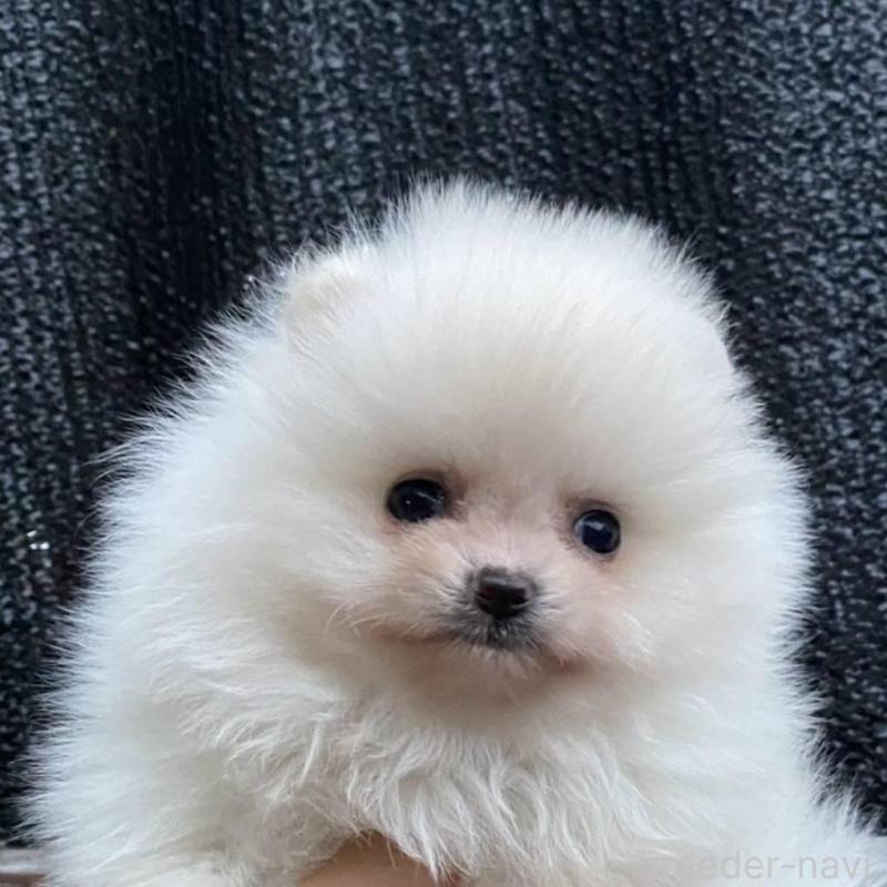 販売中の埼玉県のポメラニアン-448410の4枚目