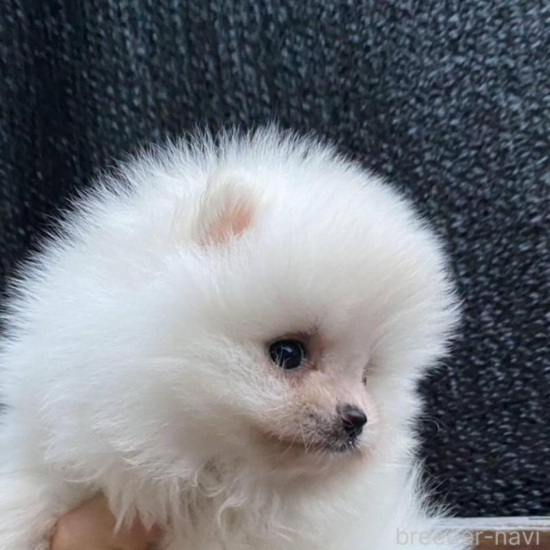 販売中の埼玉県のポメラニアン-448410の3枚目