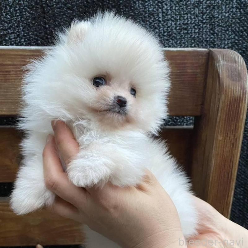 販売中の埼玉県のポメラニアン-448410の2枚目