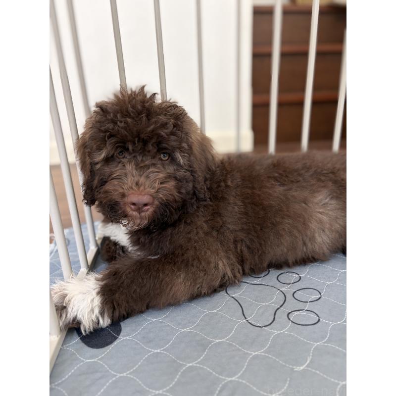 販売中の東京都のポーチュギーズウォータードッグ-429084の2枚目