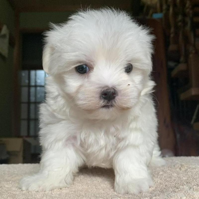 販売中の岡山県のマルチーズ-448411の1枚目