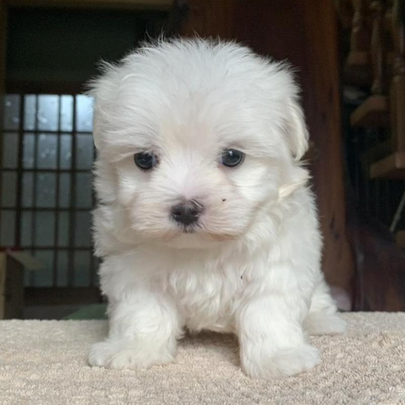 販売中の岡山県のマルチーズ-448411の4枚目