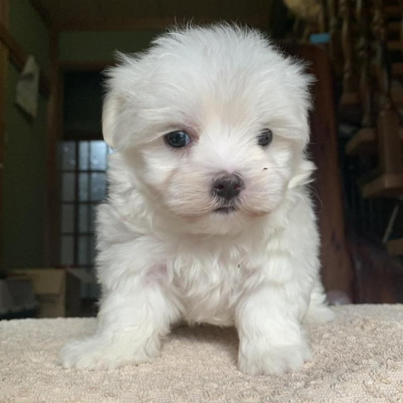 販売中の岡山県のマルチーズ-448411の3枚目