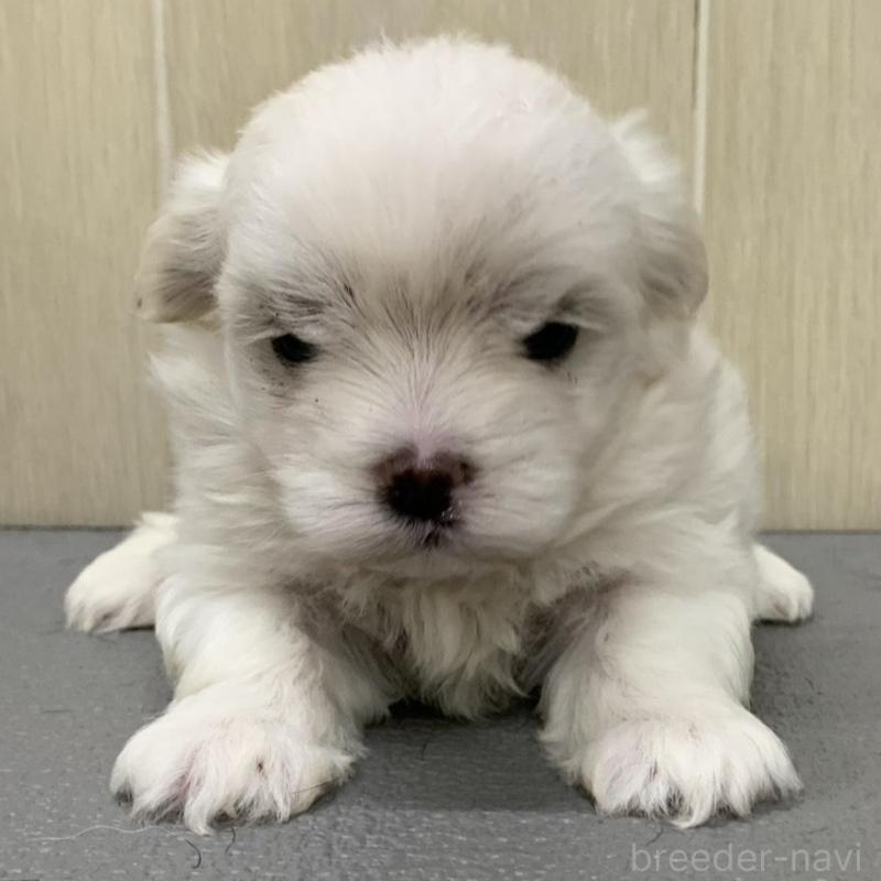 販売中の岡山県のマルチーズ-448411の2枚目