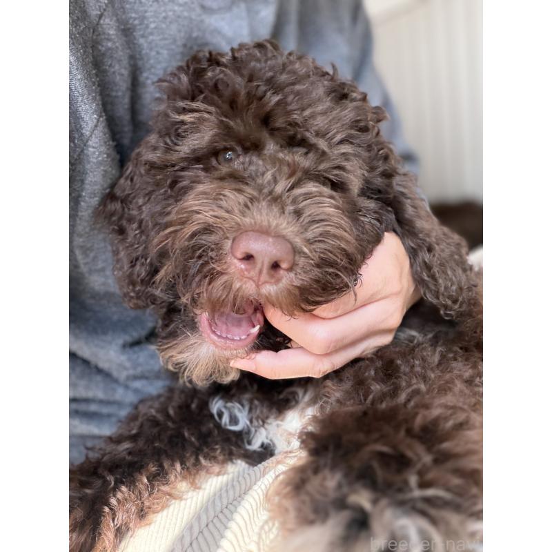 販売中の東京都のポーチュギーズウォータードッグ-429089の2枚目