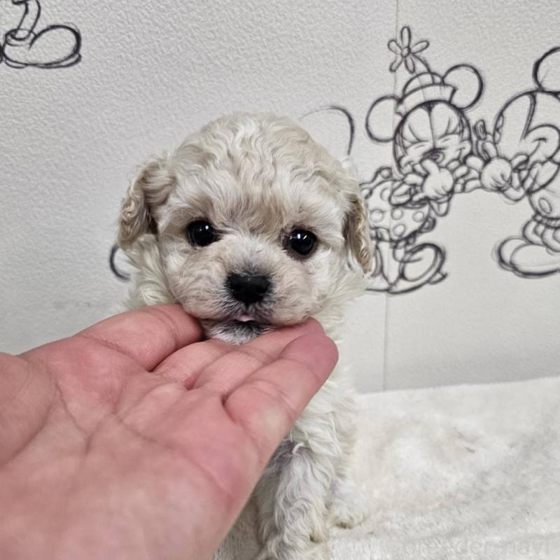 販売中の埼玉県のマルプー:マルチーズ×トイプードル-445525