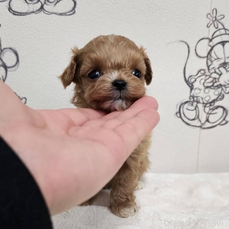 販売中の埼玉県のマルプー:マルチーズ×トイプードル-445528