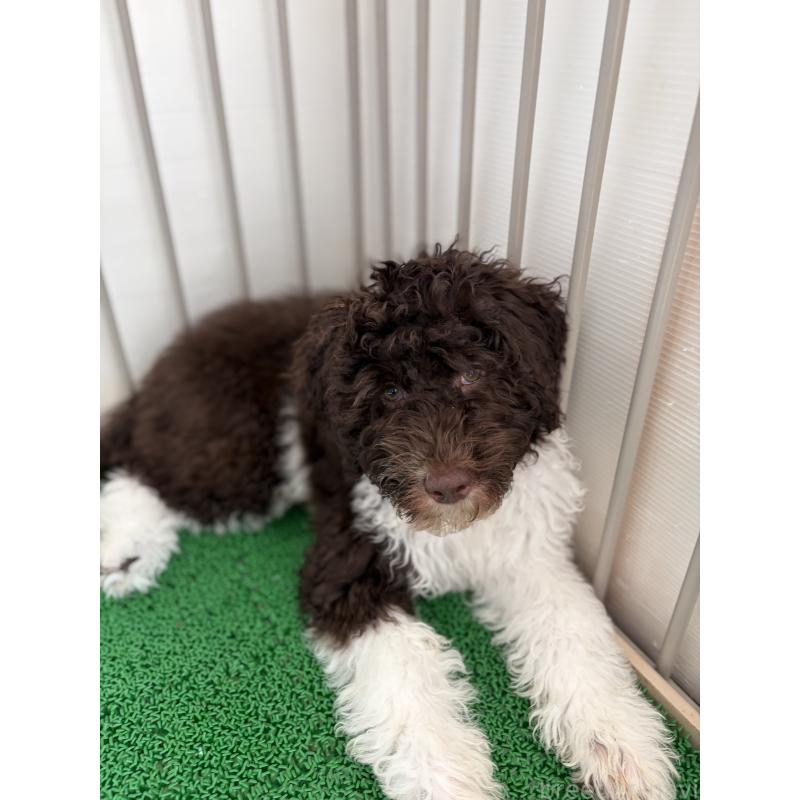 販売中の東京都のポーチュギーズウォータードッグ-429088の2枚目