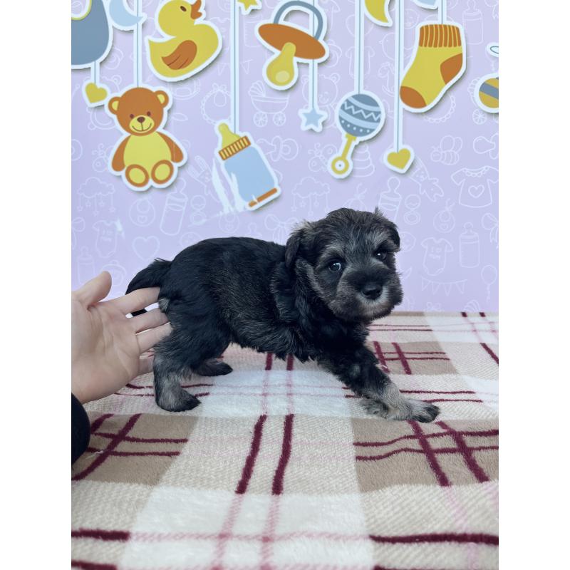 販売中の東京都のミニチュアシュナウザー-448416の5枚目