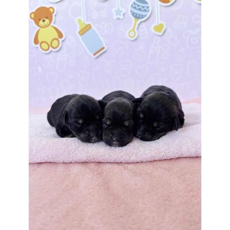 販売中の東京都のミニチュアシュナウザー-448416の2枚目