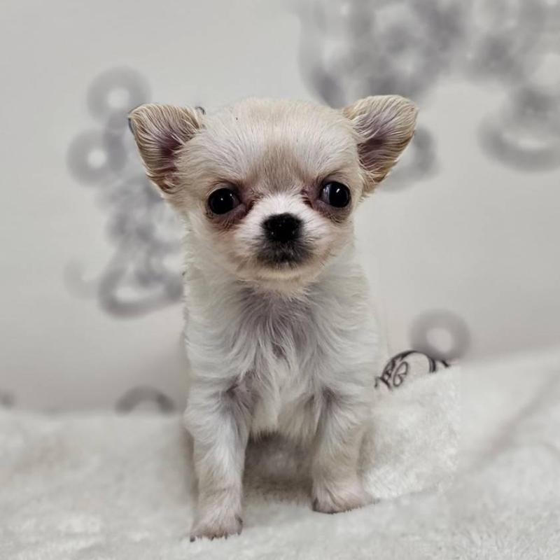 販売中の埼玉県のチワワ(ロングコート)-443471