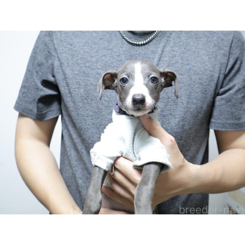 販売中の埼玉県のイタリアングレーハウンド(イタグレ)-448414の4枚目