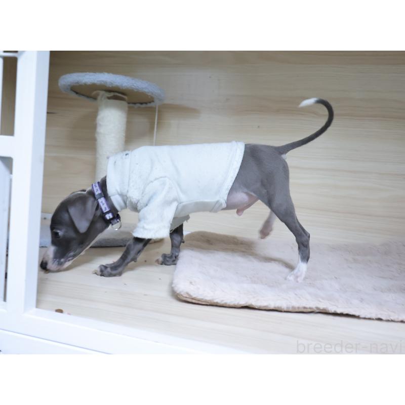 販売中の埼玉県のイタリアングレーハウンド(イタグレ)-448414の3枚目