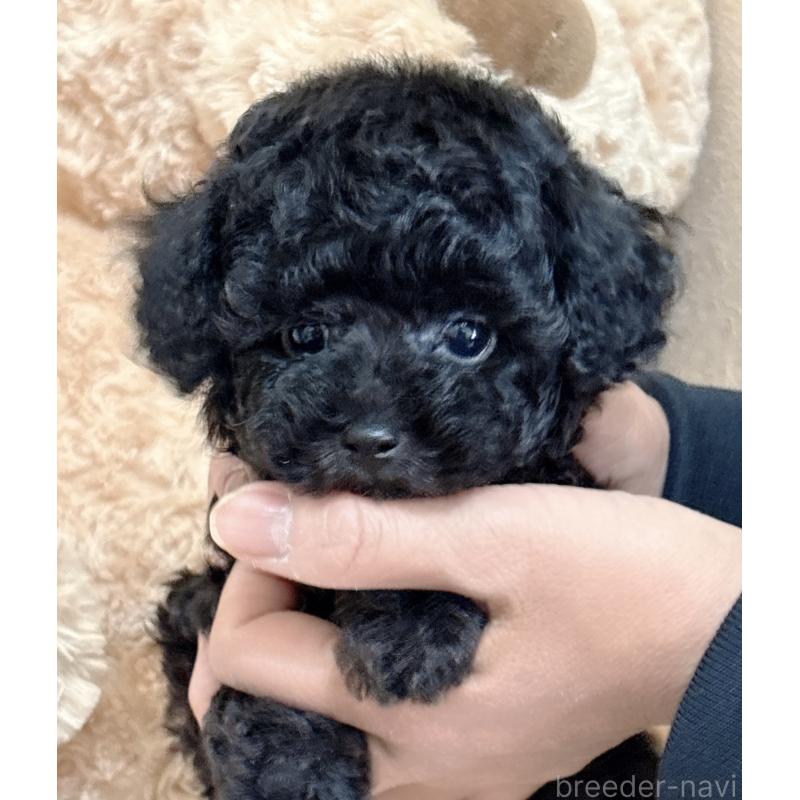 販売中の静岡県のタイニープードル-448415の1枚目