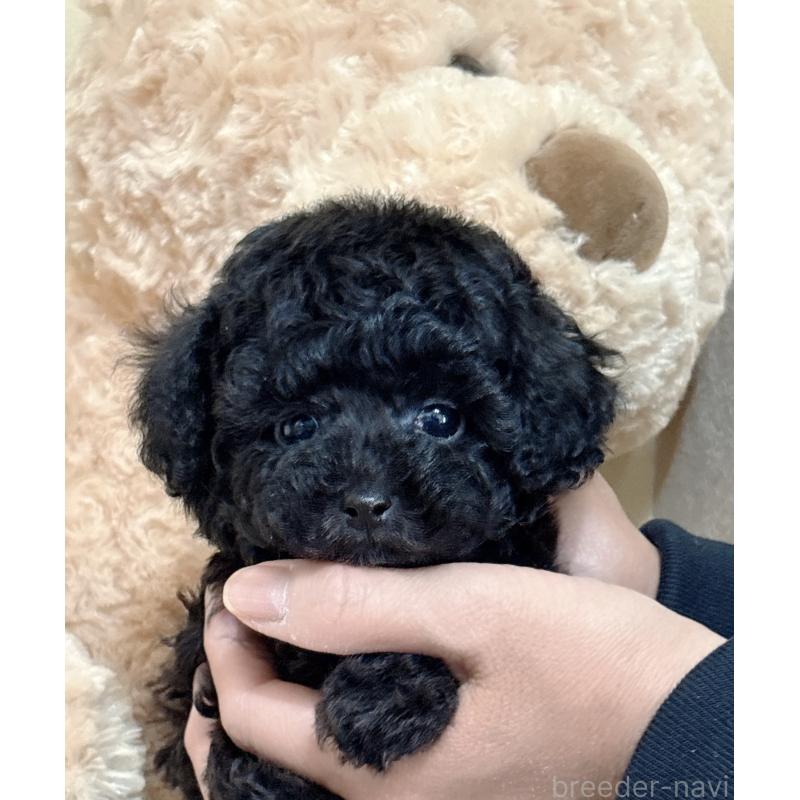 販売中の静岡県のタイニープードル-448415の9枚目