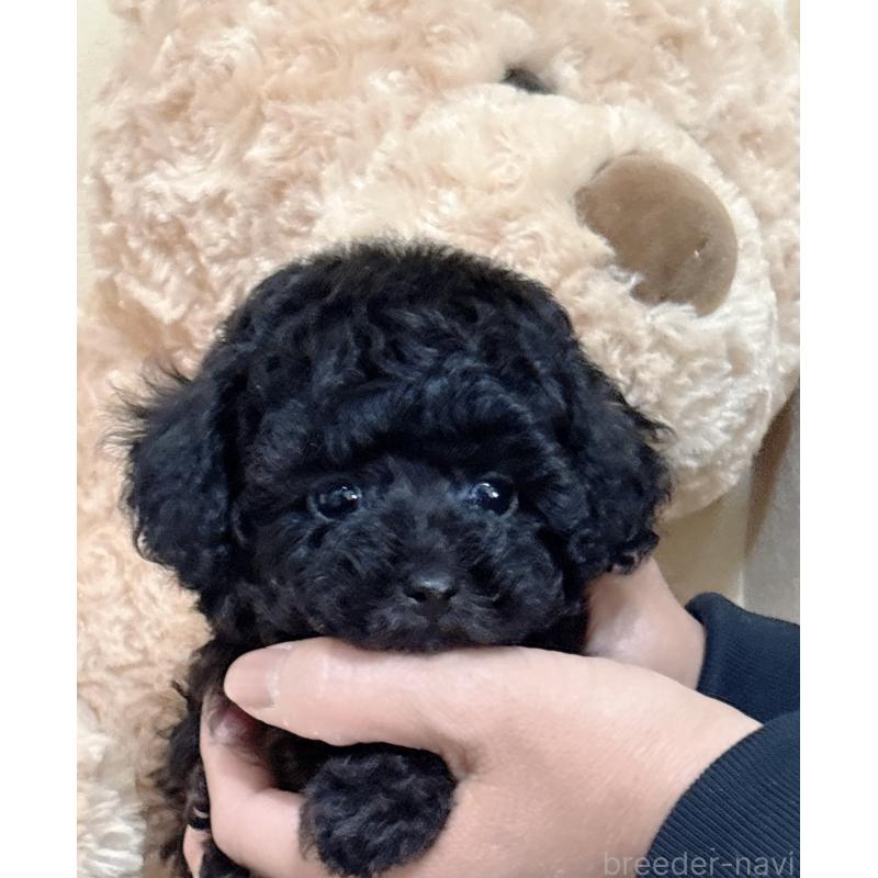 販売中の静岡県のタイニープードル-448415の8枚目