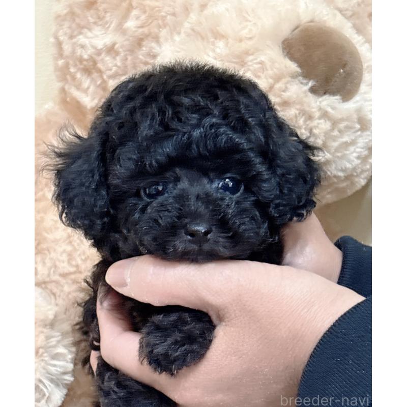 販売中の静岡県のタイニープードル-448415の7枚目