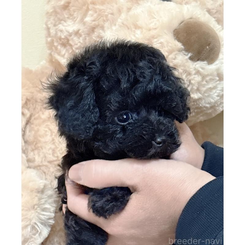 販売中の静岡県のタイニープードル-448415の6枚目