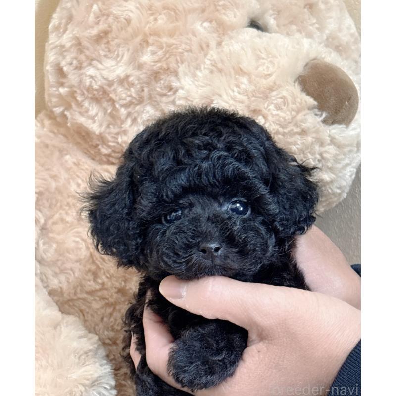 販売中の静岡県のタイニープードル-448415の5枚目