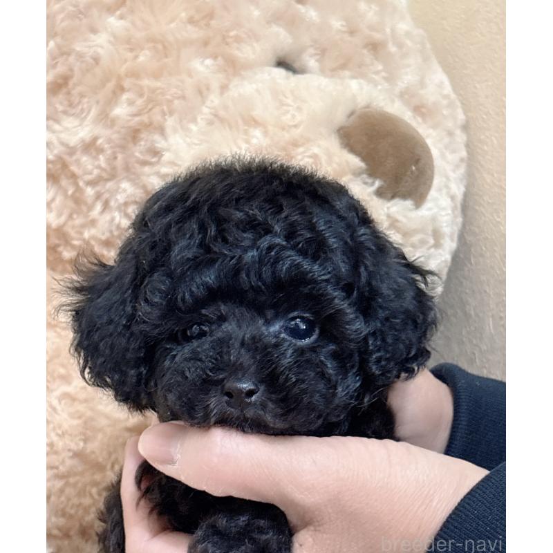 販売中の静岡県のタイニープードル-448415の4枚目