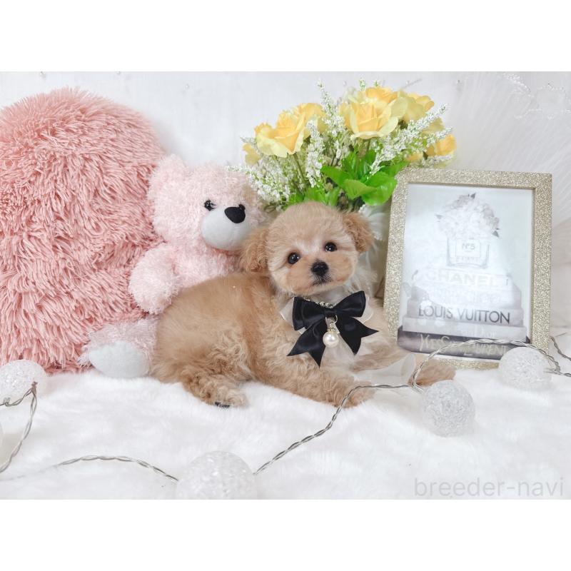 販売中の大阪府のタイニープードル-448417の6枚目