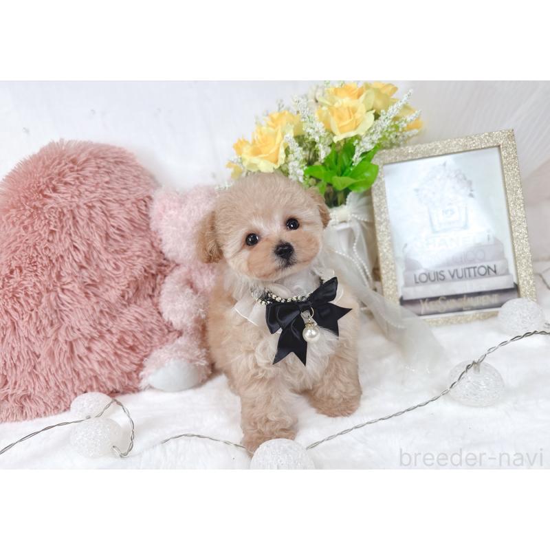 販売中の大阪府のタイニープードル-448417の5枚目