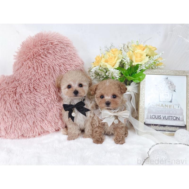 販売中の大阪府のタイニープードル-448417の4枚目