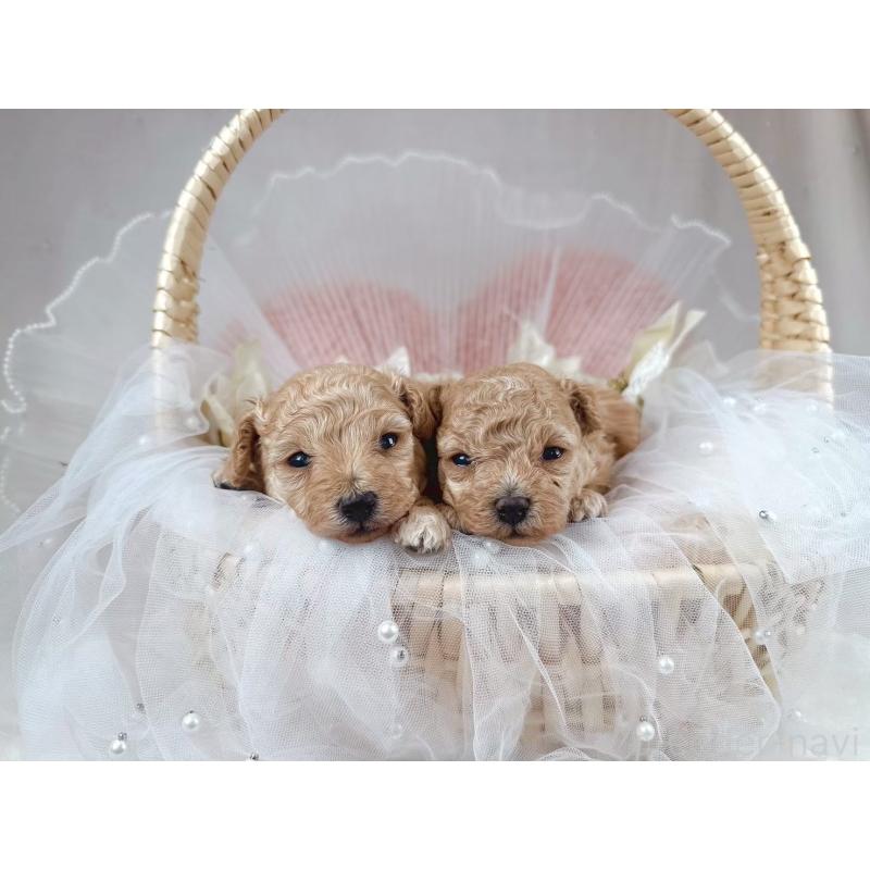 販売中の大阪府のタイニープードル-448417の3枚目