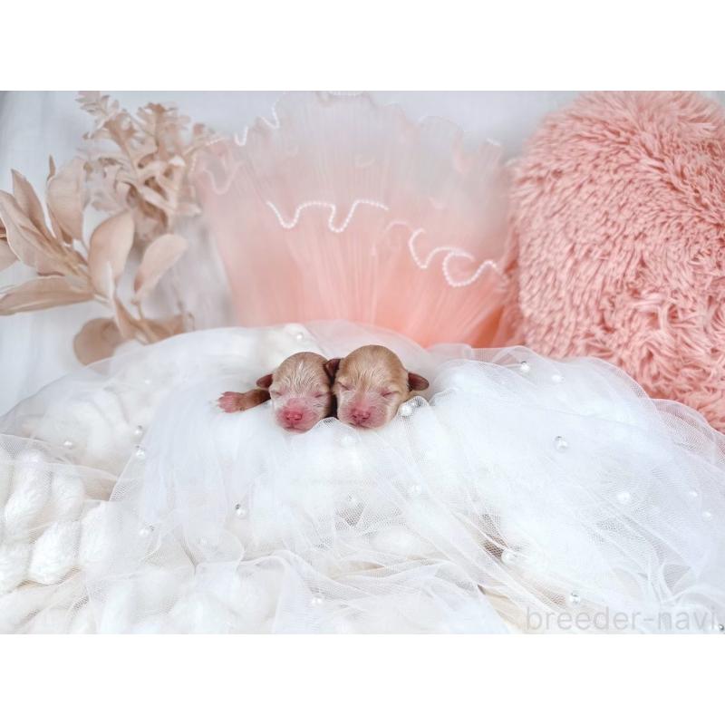 販売中の大阪府のタイニープードル-448417の2枚目