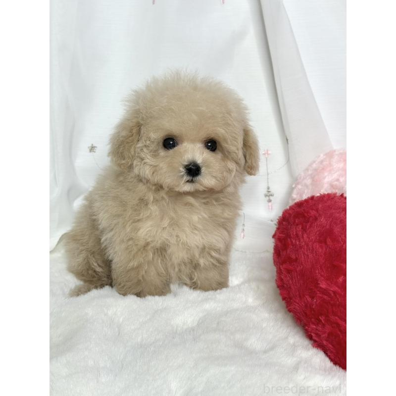 販売中の大阪府のティーカッププードル-448418