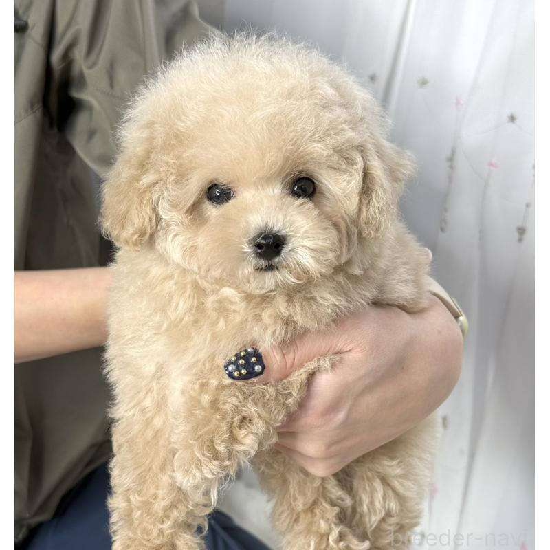 販売中の大阪府のティーカッププードル-448418の7枚目