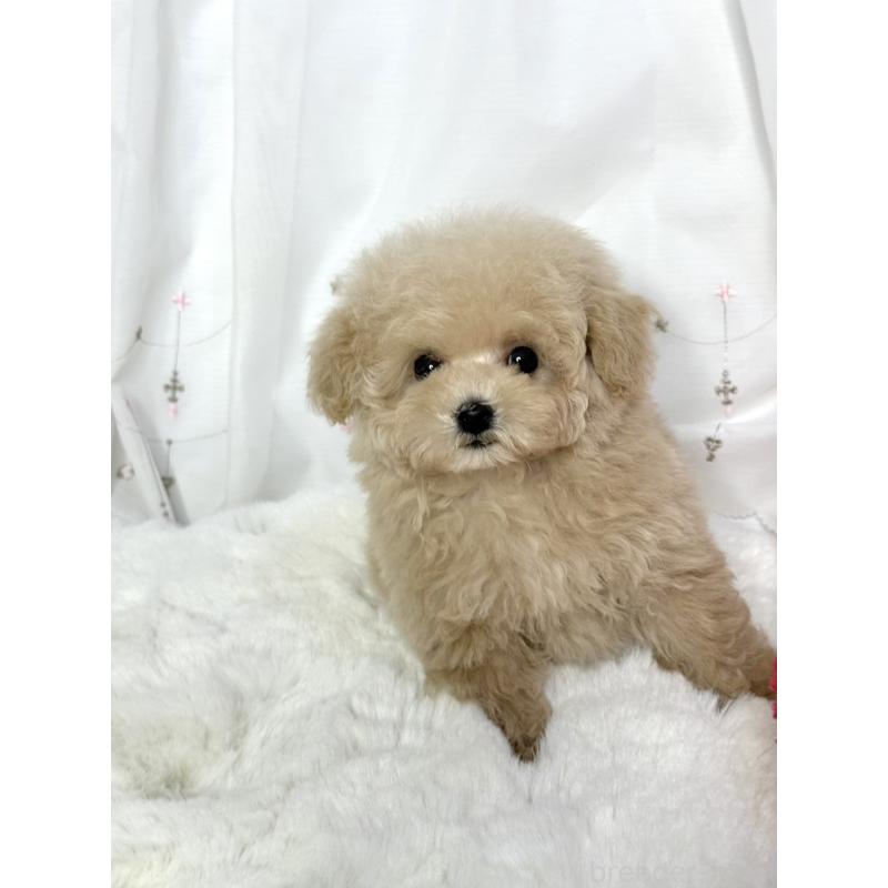 販売中の大阪府のティーカッププードル-448418の6枚目