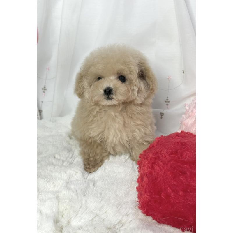 販売中の大阪府のティーカッププードル-448418の5枚目