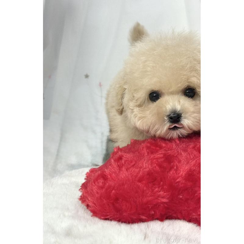 販売中の大阪府のティーカッププードル-448418の4枚目