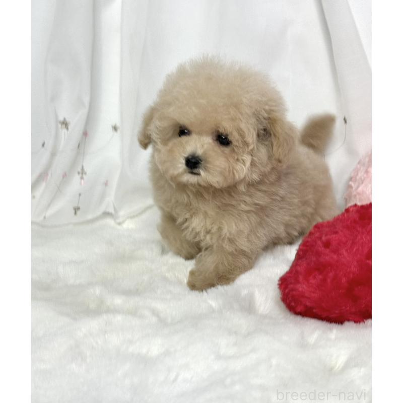 販売中の大阪府のティーカッププードル-448418の3枚目