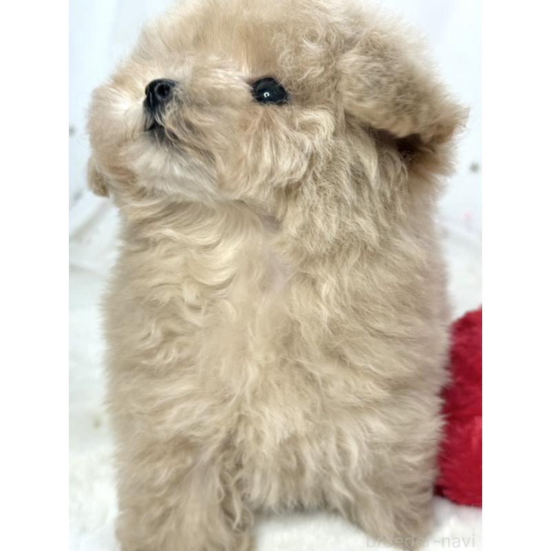 販売中の大阪府のティーカッププードル-448418の2枚目