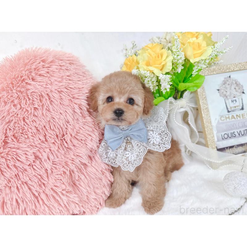 販売中の大阪府のタイニープードル-448419の5枚目