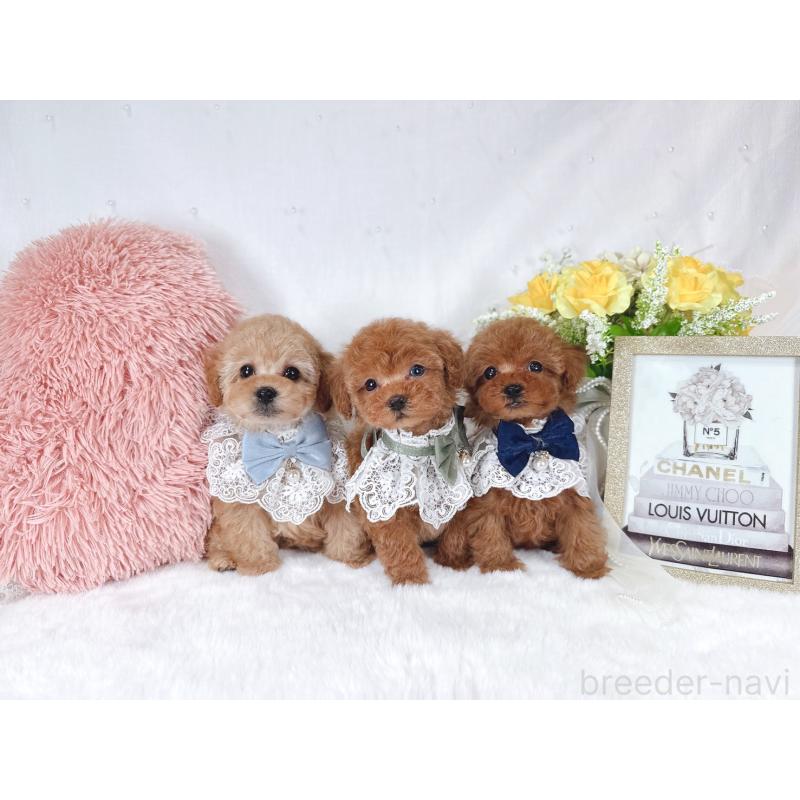 販売中の大阪府のタイニープードル-448419の4枚目