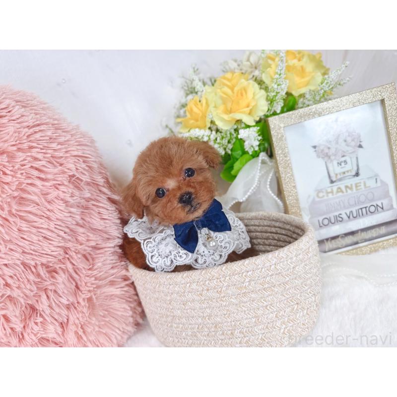 販売中の大阪府のタイニープードル-448420の6枚目