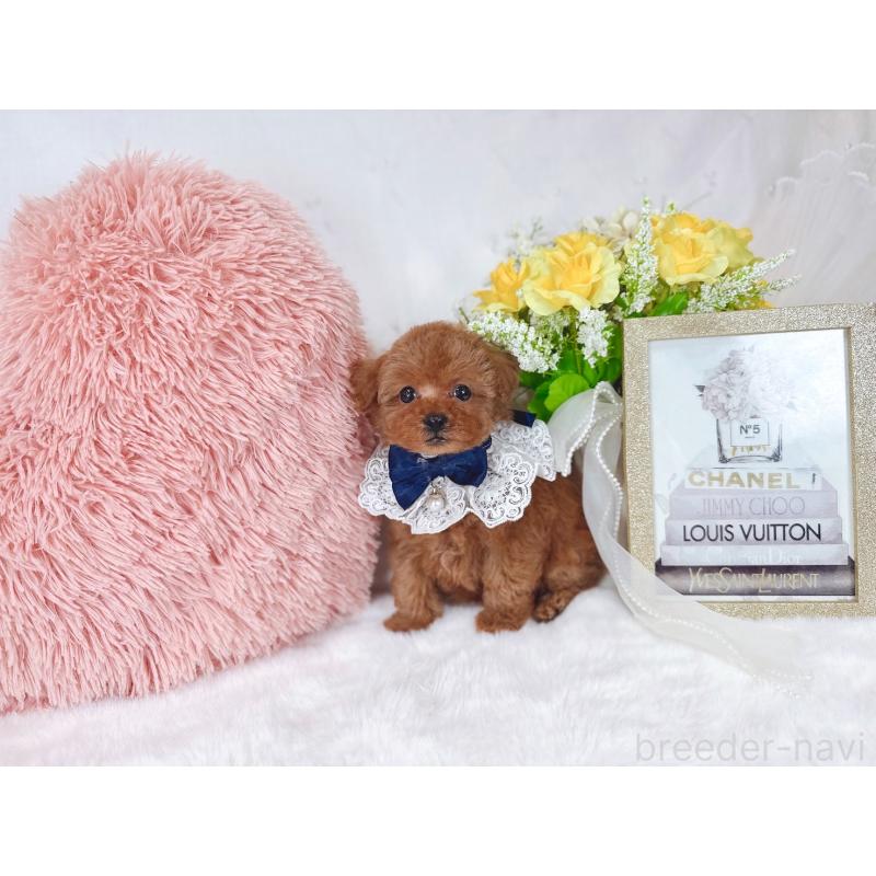 販売中の大阪府のタイニープードル-448420の5枚目