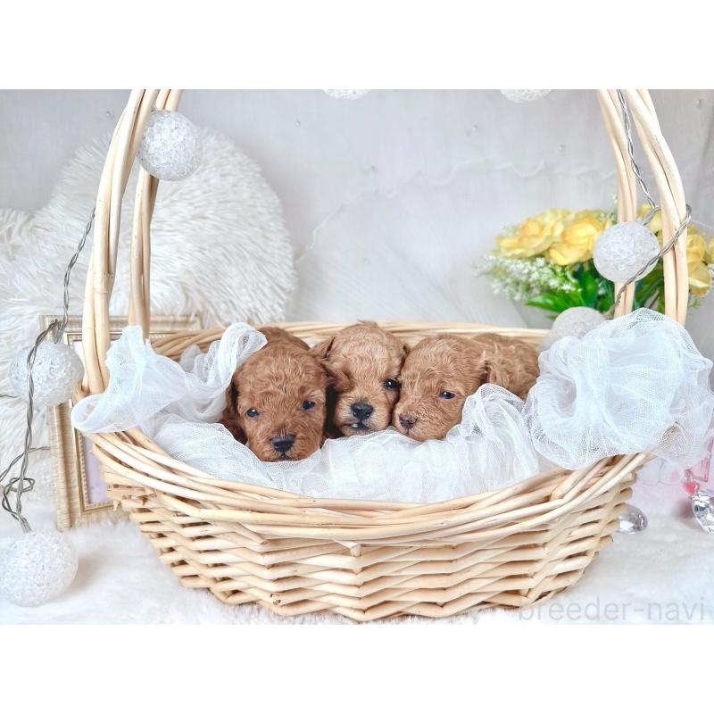 販売中の大阪府のタイニープードル-448420の3枚目