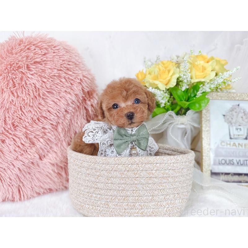 販売中の大阪府のタイニープードル-448421の6枚目