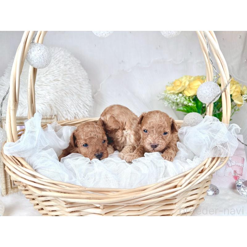 販売中の大阪府のタイニープードル-448421の2枚目