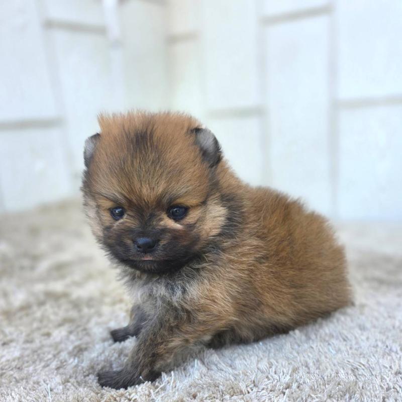 販売中の茨城県のポメラニアン-448422の16枚目