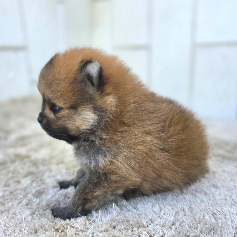 販売中の茨城県のポメラニアン-448422の15枚目