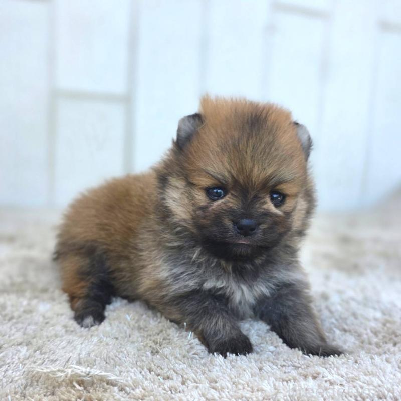 販売中の茨城県のポメラニアン-448422の14枚目