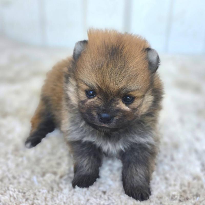 販売中の茨城県のポメラニアン-448422の13枚目