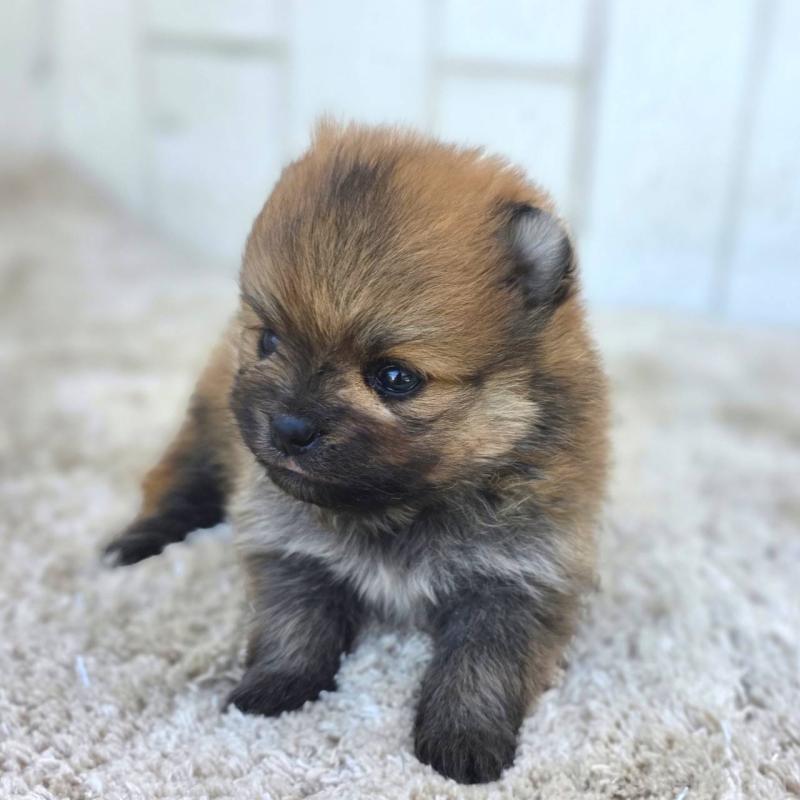 販売中の茨城県のポメラニアン-448422の12枚目